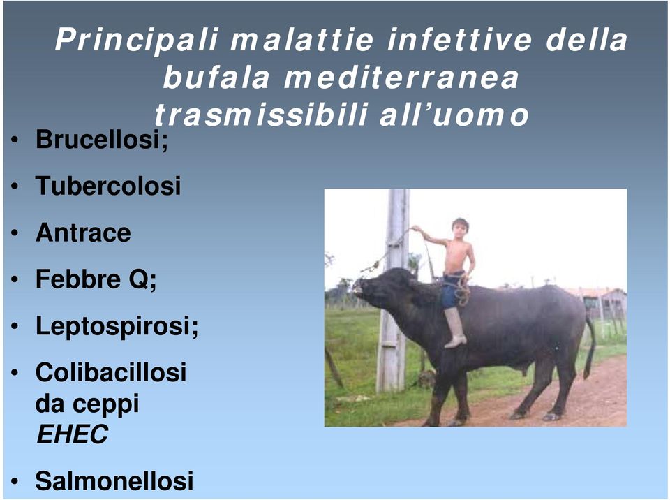 Brucellosi; Tubercolosi Antrace Febbre Q;