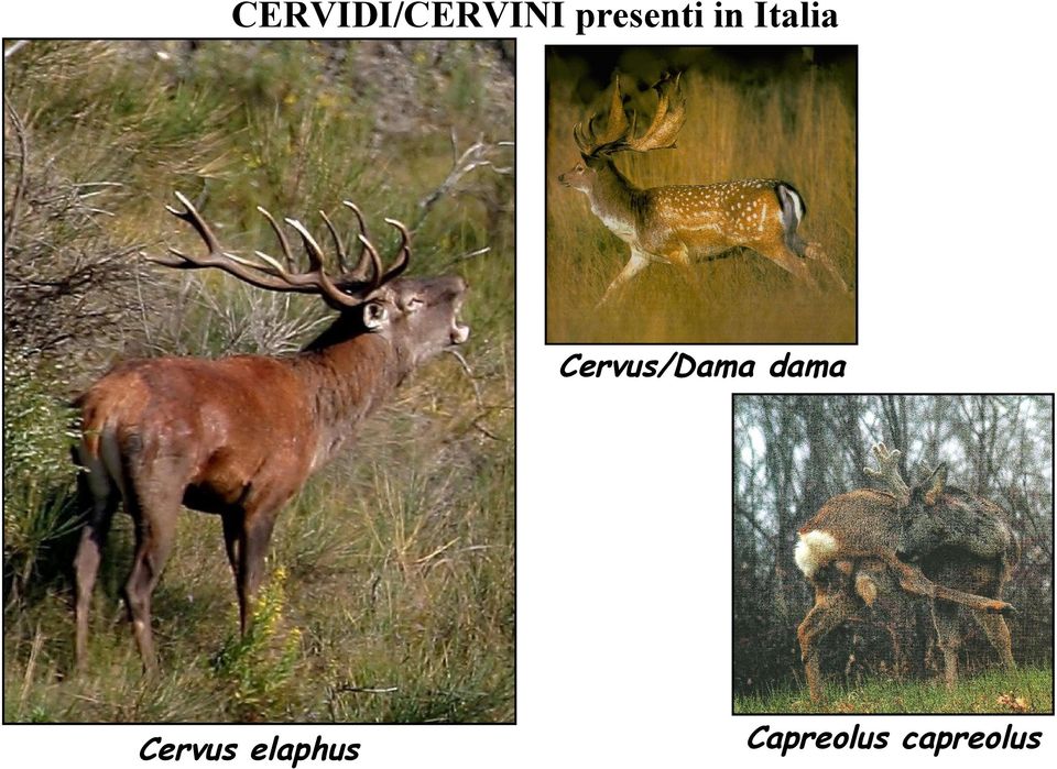 Cervus/Dama dama