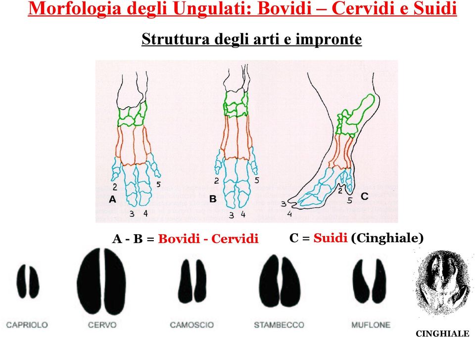 arti e impronte A - B = Bovidi -