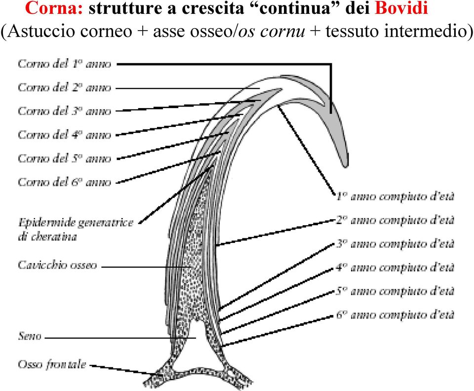 Bovidi (Astuccio corneo +