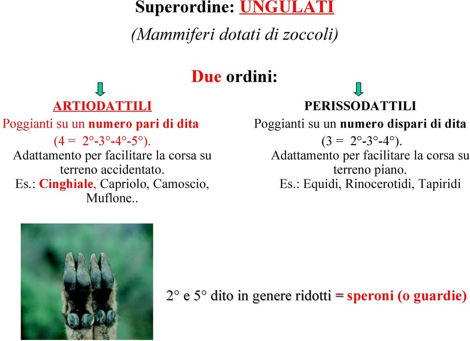 : Cinghiale, Capriolo, Camoscio, Muflone.. PERISSODATTILI Poggianti su un numero dispari di dita (3 = 2-3 -4 ).