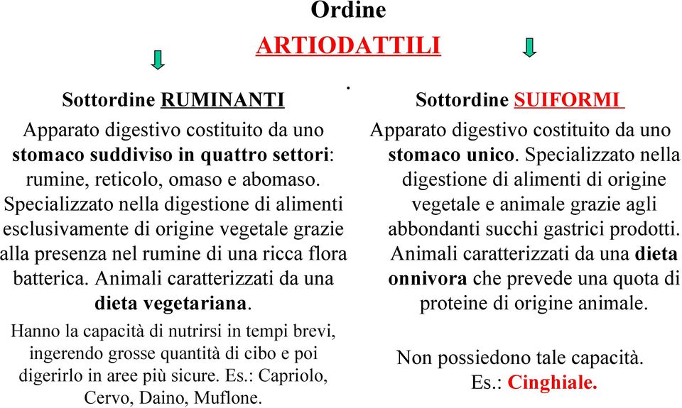 Sottordine SUIFORMI Apparato digestivo costituito da uno stomaco unico. Specializzato nella digestione di alimenti di origine vegetale e animale grazie agli abbondanti succhi gastrici prodotti.