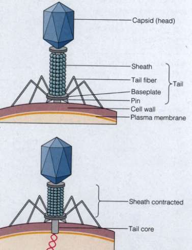 Esempi di spoliazione sulla MEMBRANA plasmatica Nel caso del batteriofago T4, la spoliazione avviene sull involucro esterno del