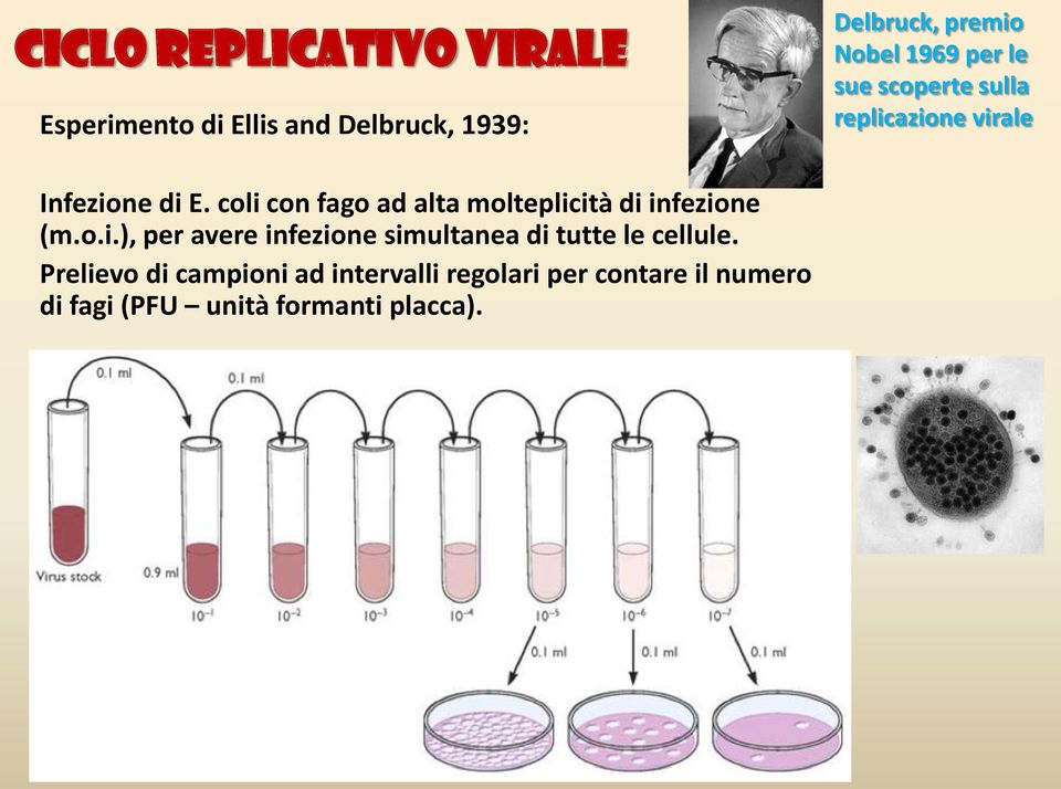 coli con fago ad alta molteplicità di infezione (m.o.i.), per avere infezione simultanea di tutte le cellule.