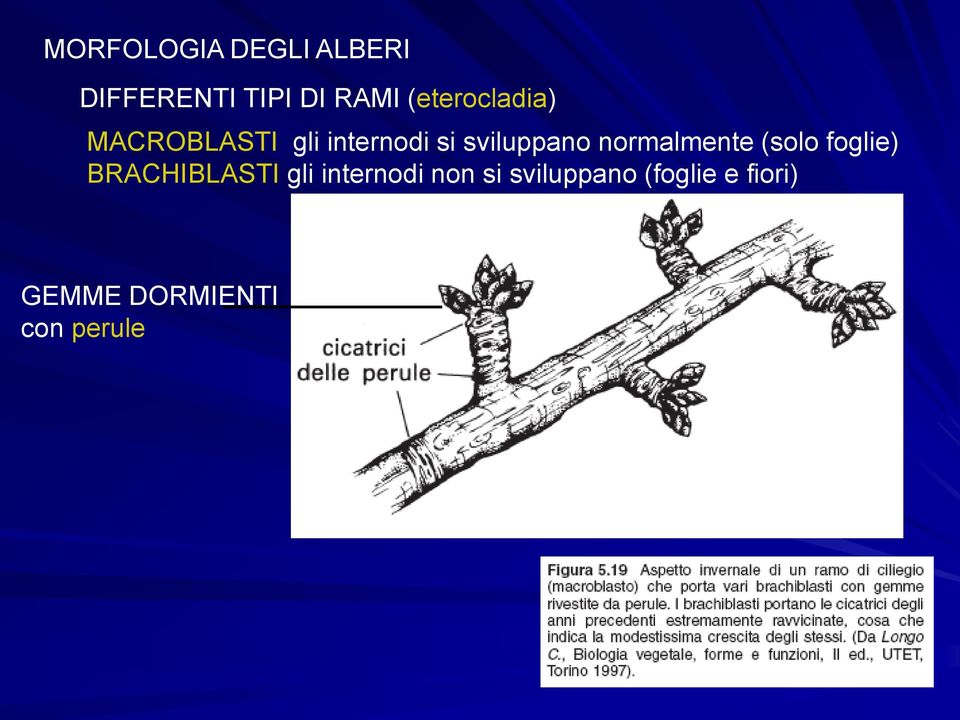 normalmente (solo foglie) BRACHIBLASTI gli internodi