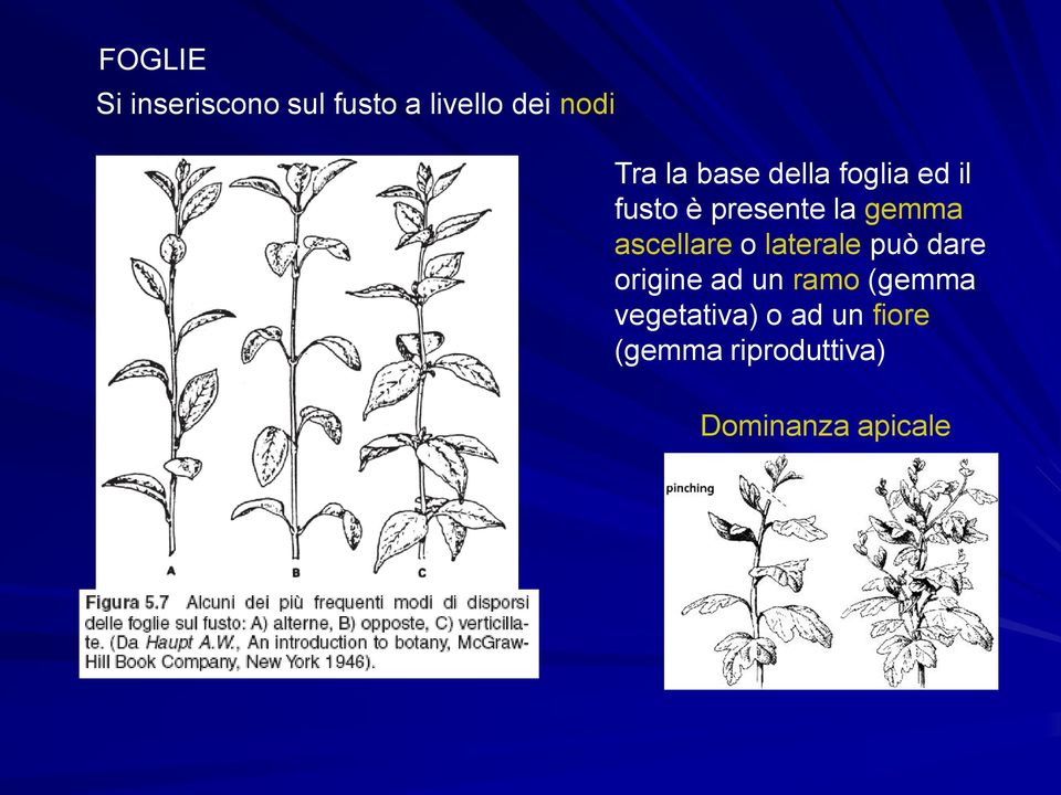 ascellare o laterale può dare origine ad un ramo (gemma