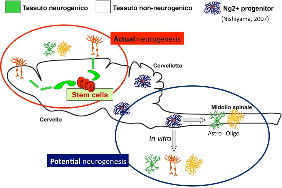 (Nishiyama, 2007) Actual neurogenesis
