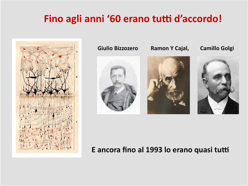 Giulio Bizzozero Ramon Y Cajal,