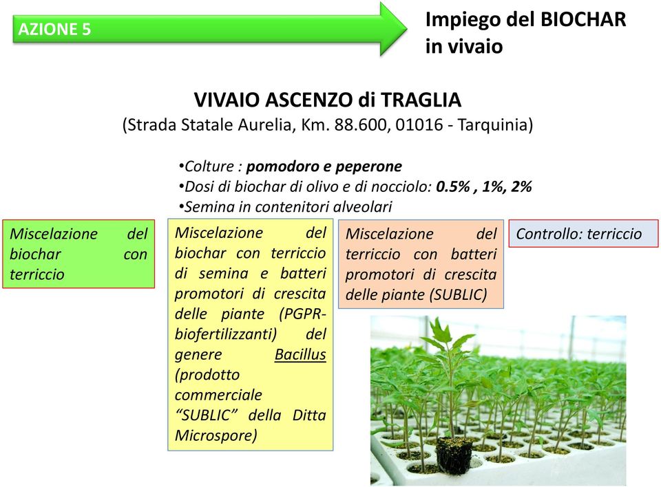 5%, 1%, 2% Semina in contenitori alveolari Miscelazione del biochar con terriccio di semina e batteri promotori di crescita delle piante