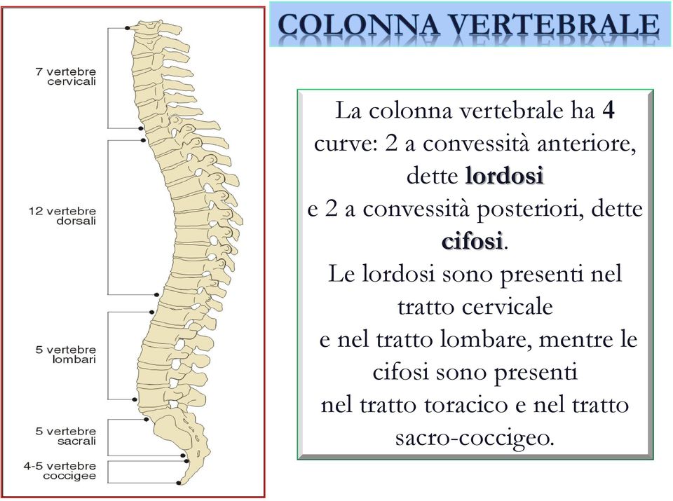 Le lordosi sono presenti nel tratto cervicale e nel tratto