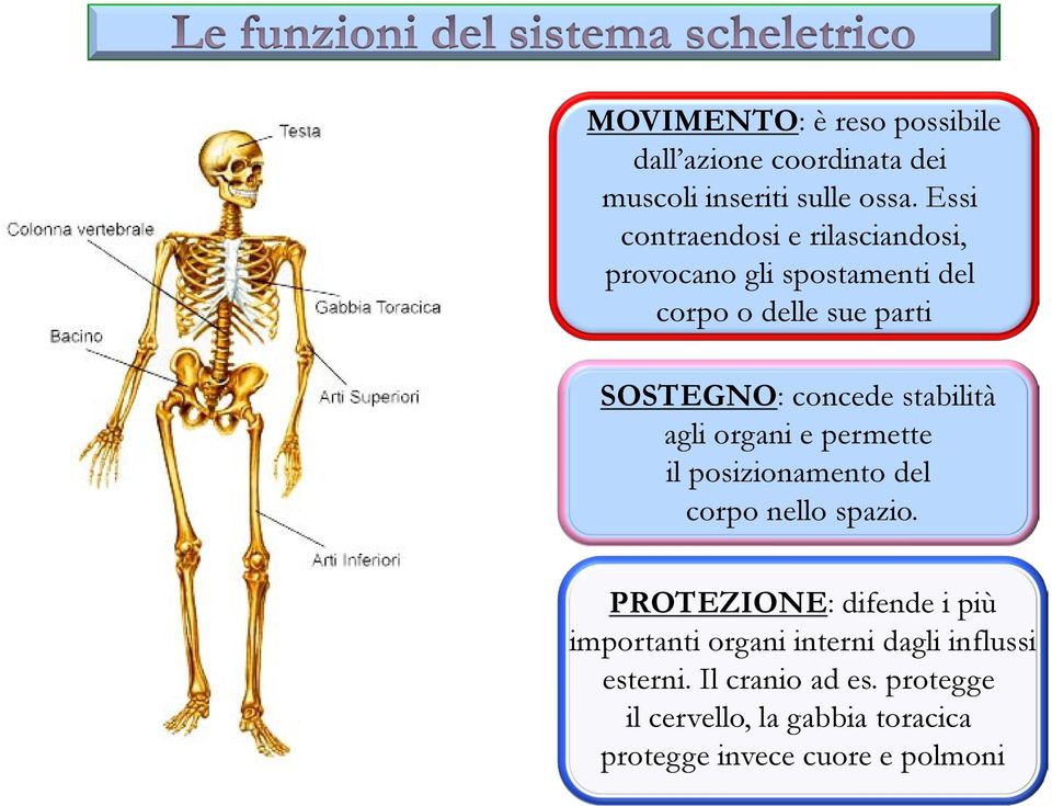 stabilità agli organi e permette il posizionamento del corpo nello spazio.