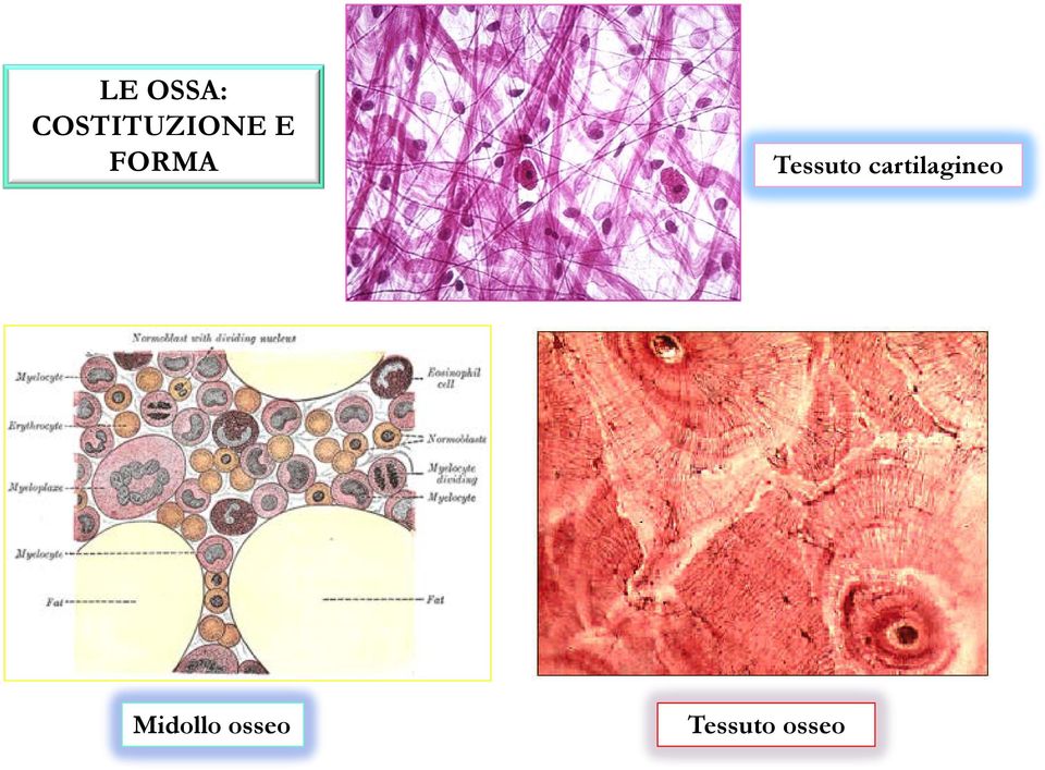 FORMA Tessuto