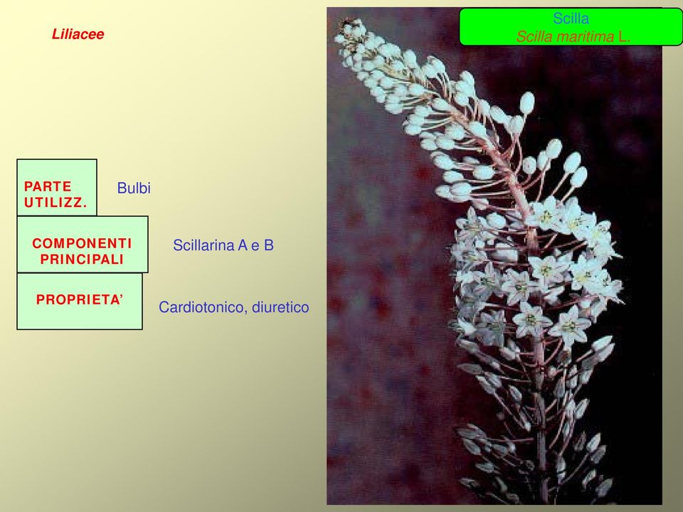 Bulbi COMPONENTI PRINCIPALI