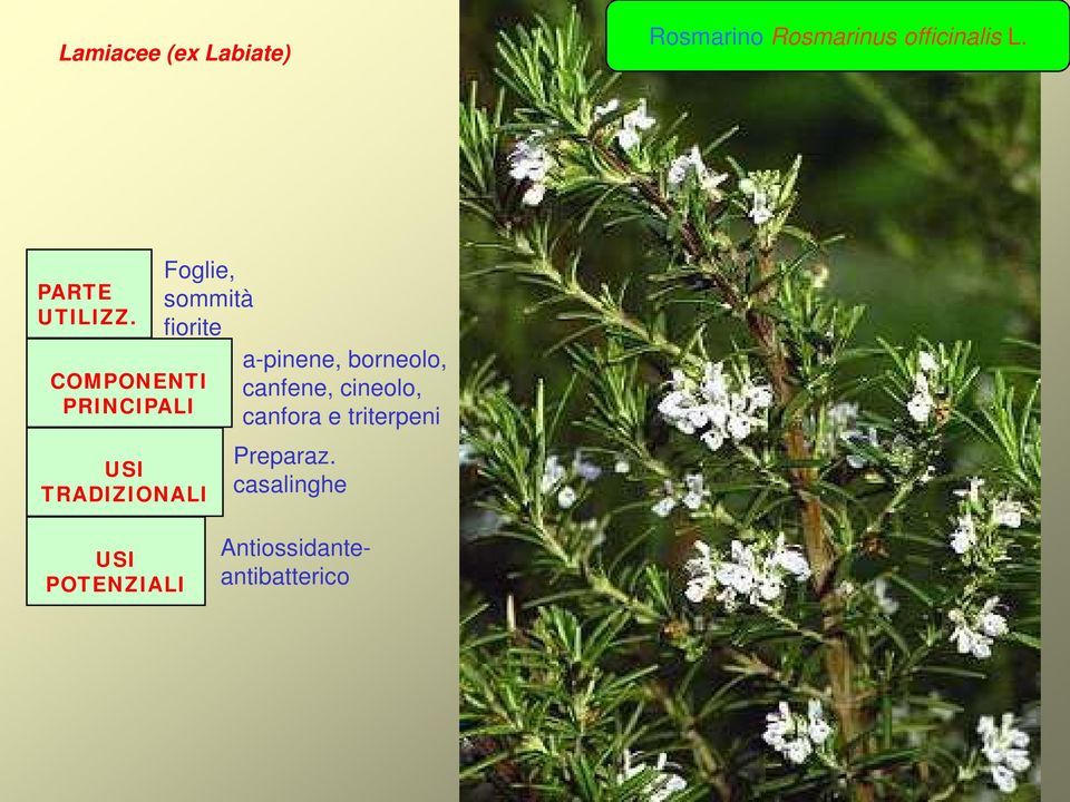 Foglie, sommità fiorite COMPONENTI PRINCIPALI USI TRADIZIONALI