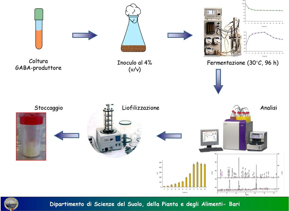 ml -1 8,50 8,00 7,50 7,00 Coltura GABA-produttore Inoculo al 4% (v/v) 6,50 0 6 12 24 30 36