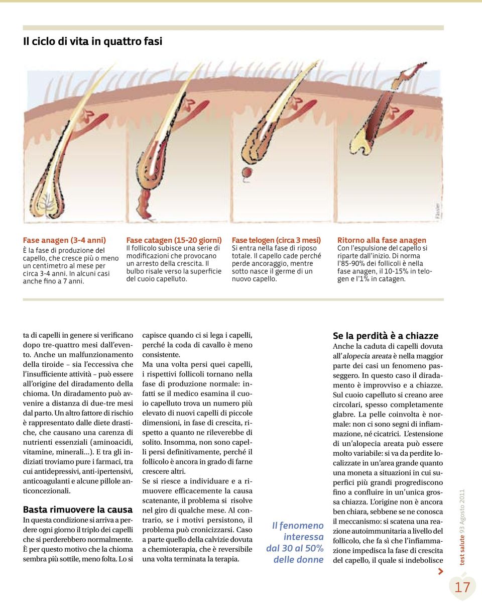 Fase telogen (circa 3 mesi) Si entra nella fase di riposo totale. Il capello cade perché perde ancoraggio, mentre sotto nasce il germe di un nuovo capello.