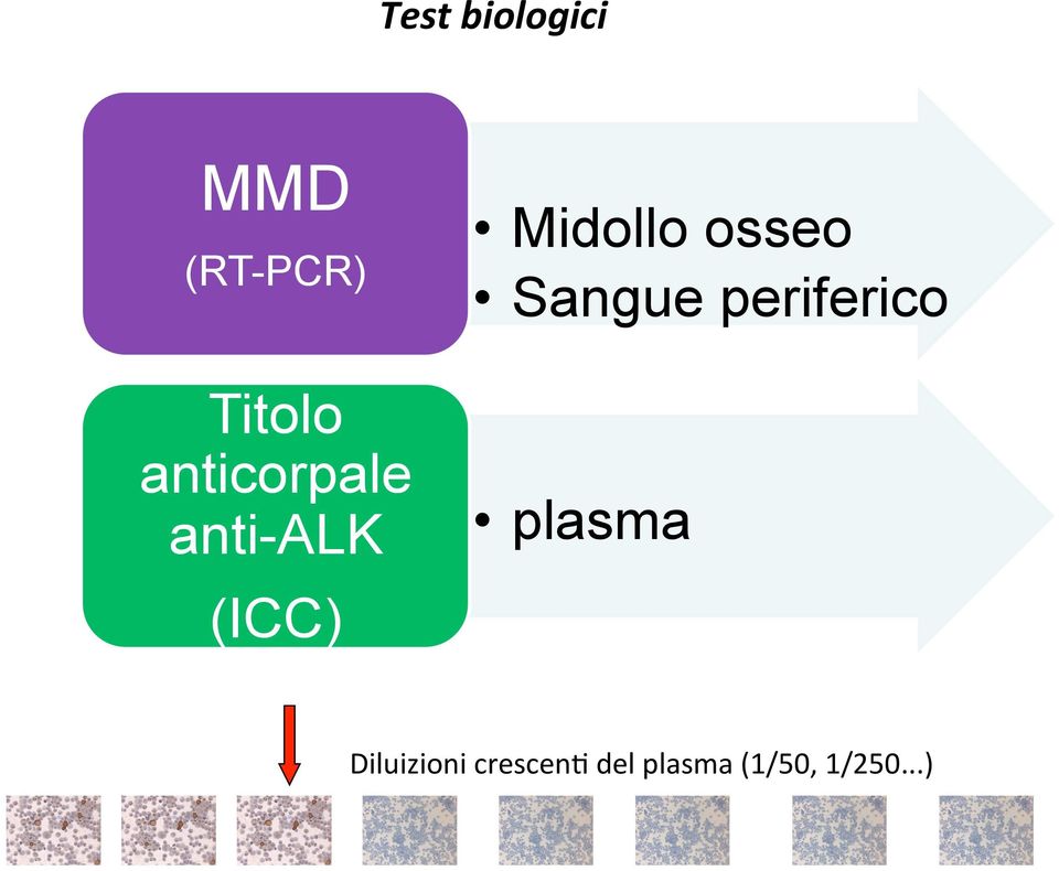 osseo Sangue periferico plasma