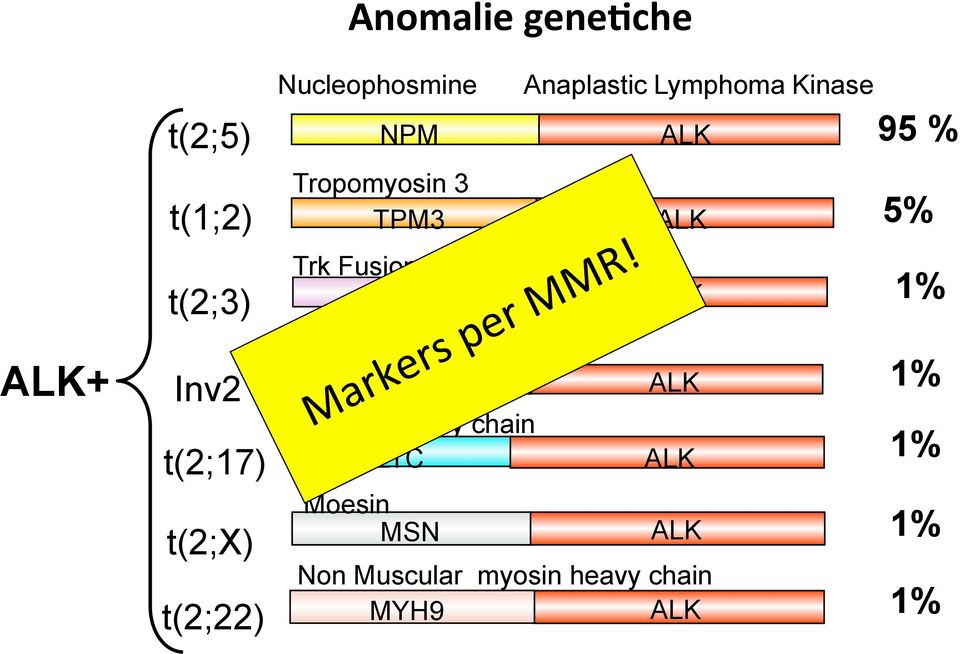 ATIC Clathrin heavy chain CLTC Moesin MSN Anaplastic Lymphoma Kinase ALK