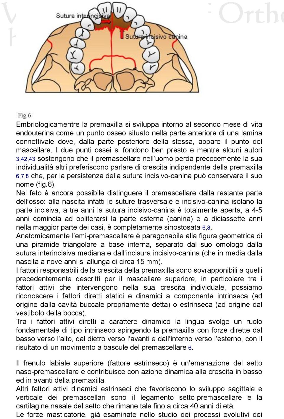 I due punti ossei si fondono ben presto e mentre alcuni autori 3,42,43 sostengono che il premascellare nell uomo perda precocemente la sua individualità altri preferiscono parlare di crescita