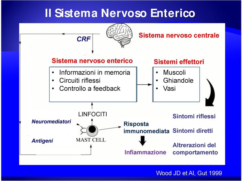 Muscoli Ghiandole Vasi Neuromediatori LINFOCITI Risposta immunomediata Sintomi