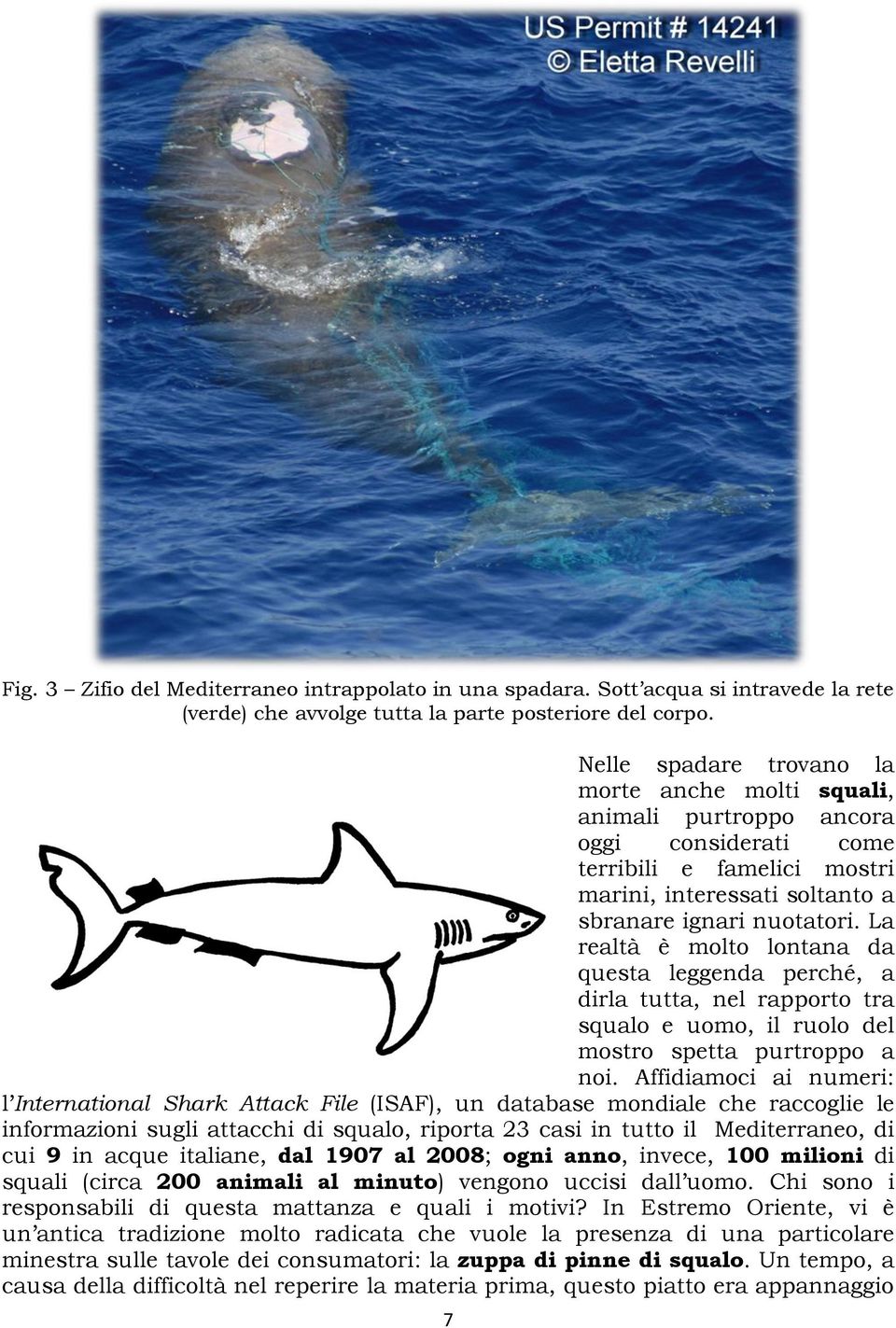 La realtà è molto lontana da questa leggenda perché, a dirla tutta, nel rapporto tra squalo e uomo, il ruolo del mostro spetta purtroppo a noi.