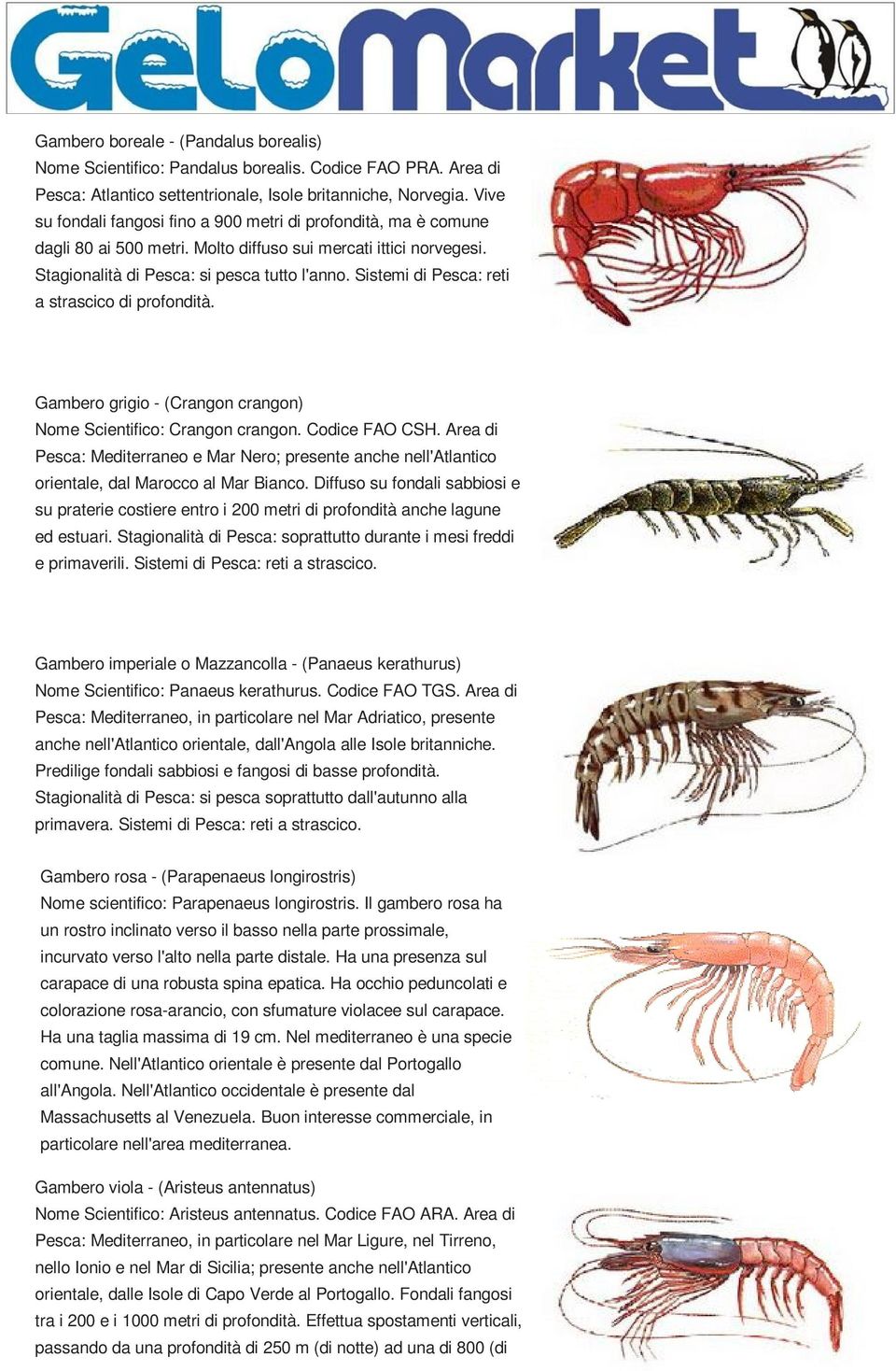 Sistemi di Pesca: reti a strascico di profondità. Gambero grigio - (Crangon crangon) Nome Scientifico: Crangon crangon. Codice FAO CSH.