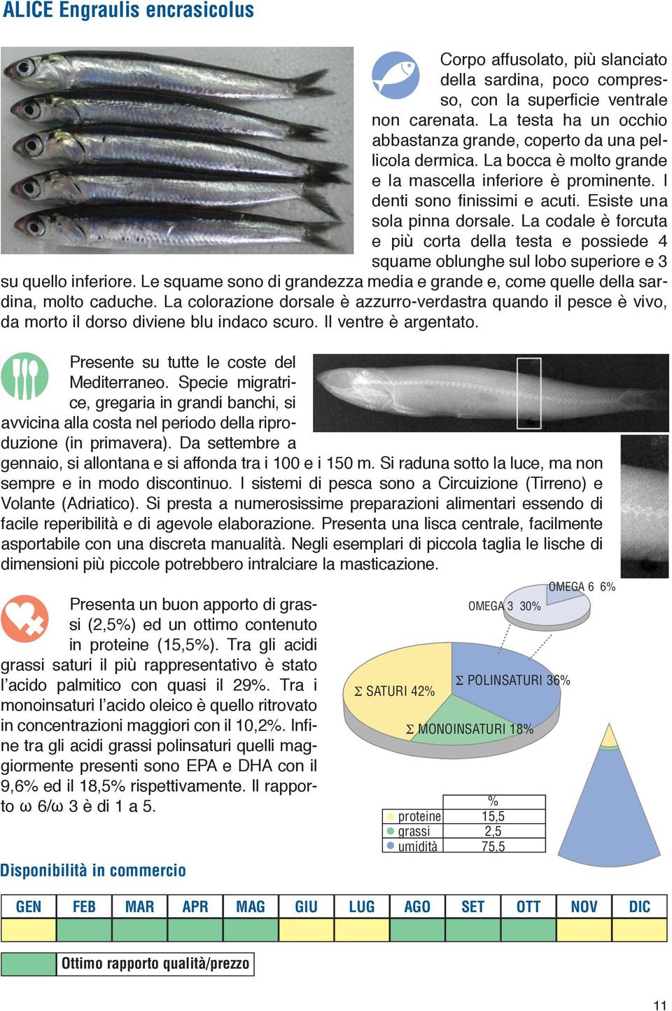 La codale è forcuta e più corta della testa e possiede 4 squame oblunghe sul lobo superiore e 3 su quello inferiore.