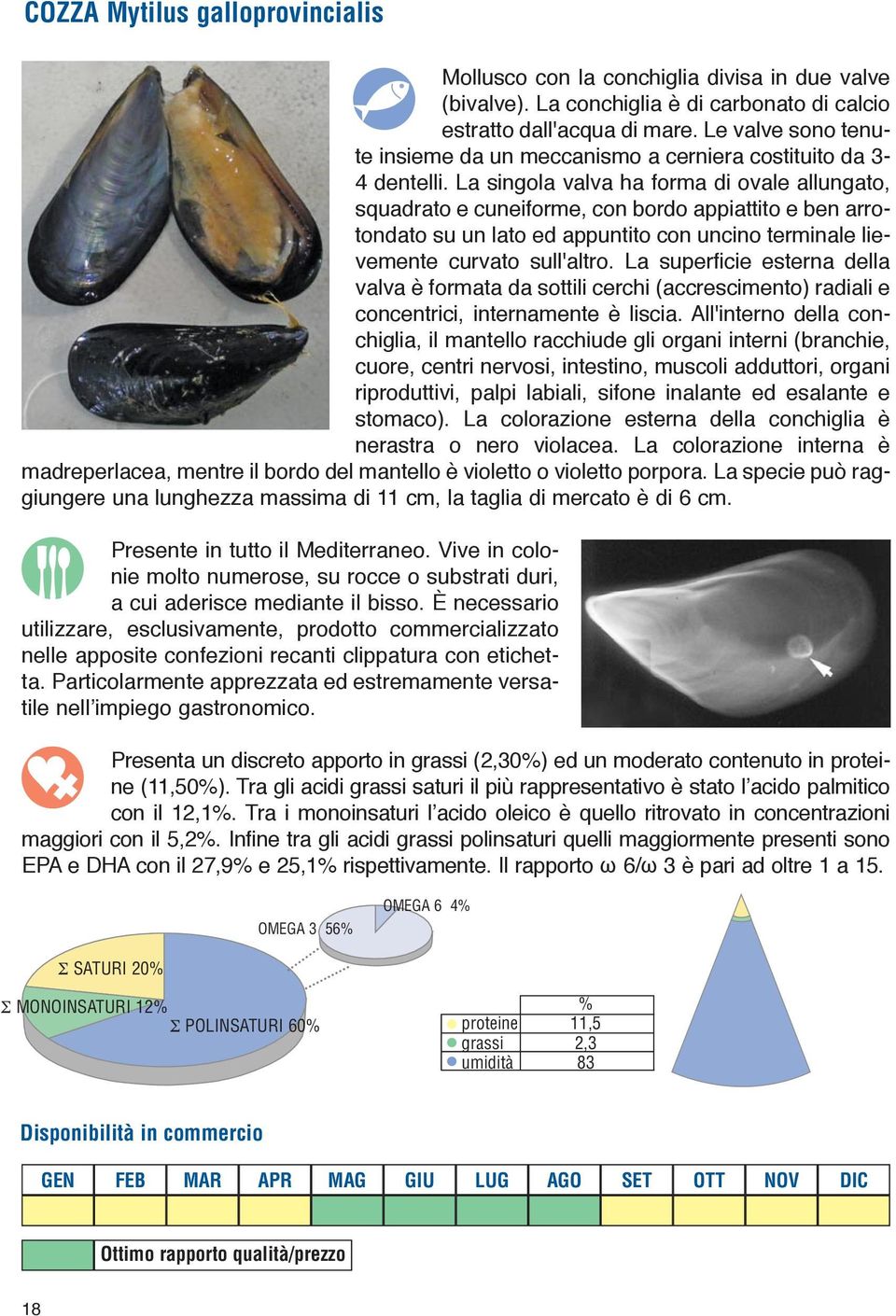 La singola valva ha forma di ovale allungato, squadrato e cuneiforme, con bordo appiattito e ben arrotondato su un lato ed appuntito con uncino terminale lievemente curvato sull'altro.