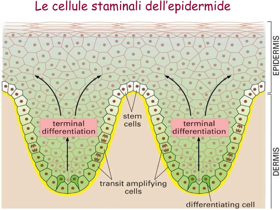 staminali