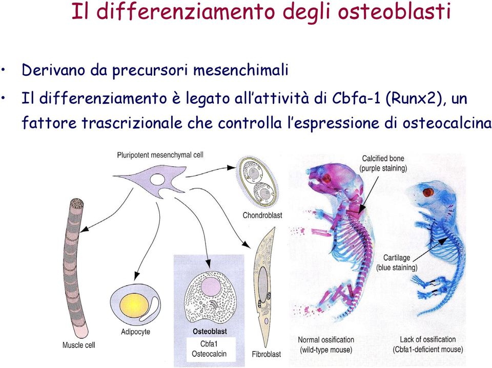 legato all attività di Cbfa-1 (Runx2), un fattore