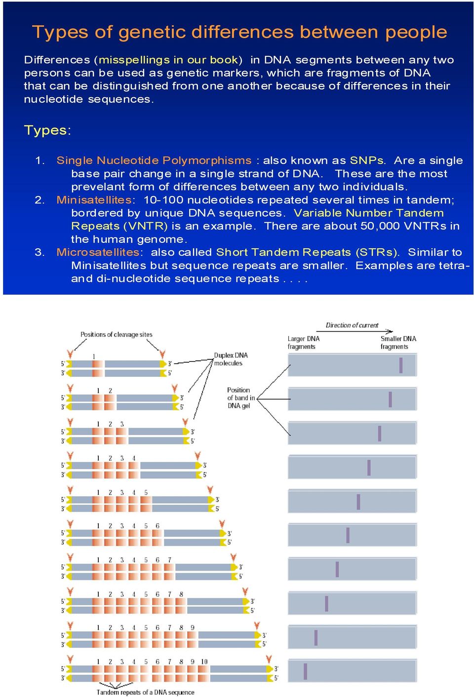 Are a single base pair change in a single strand of DNA. These are the most prevelant form of differences between any two individuals. 2.