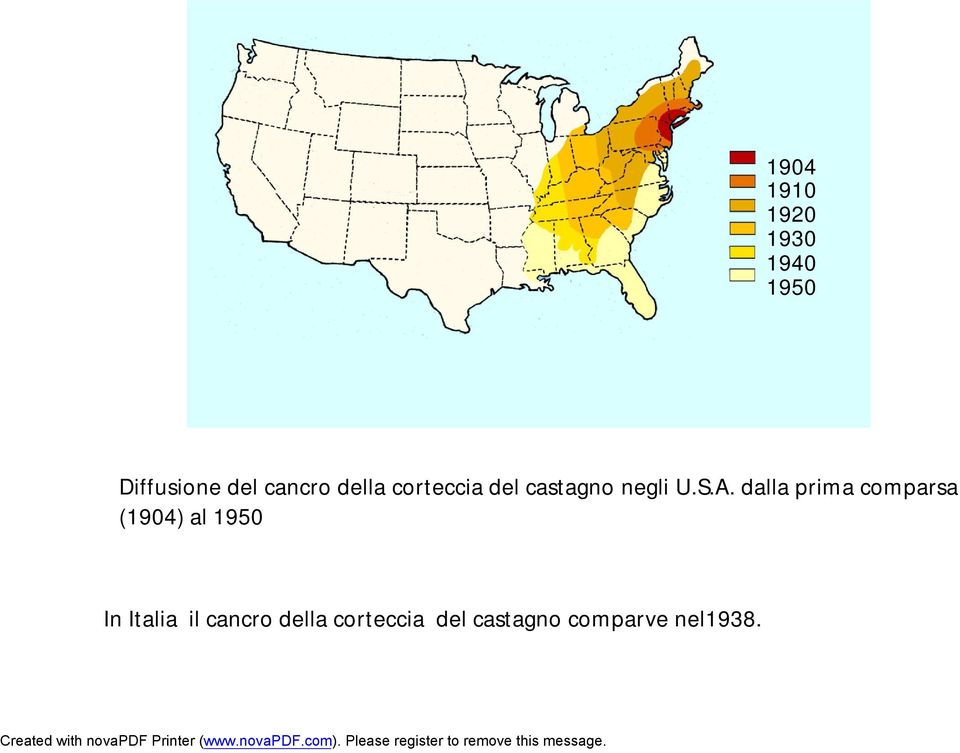 dalla prima comparsa (1904) al 1950 In Italia il