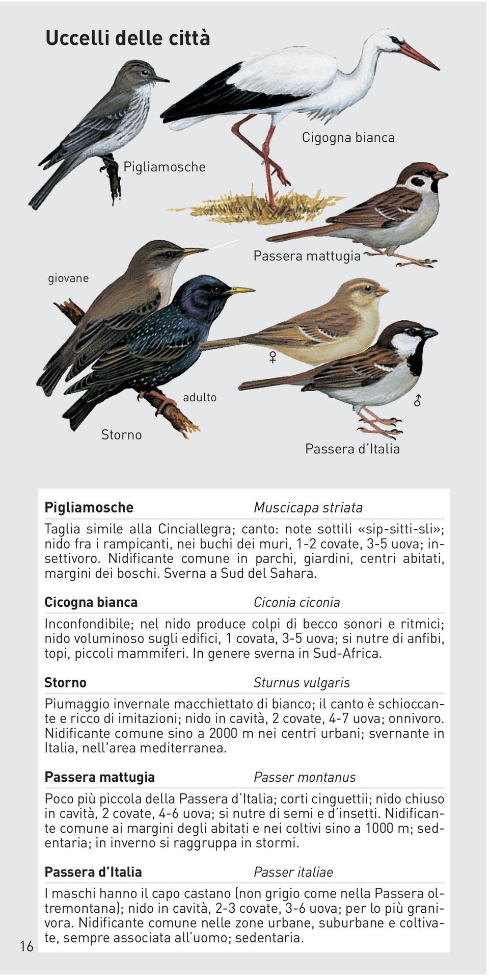 Cicogna bianca Ciconia ciconia Inconfondibile; nel nido produce colpi di becco sonori e ritmici; nido voluminoso sugli edifici, 1 covata, 3-5 uova; si nutre di anfibi, topi, piccoli mammiferi.