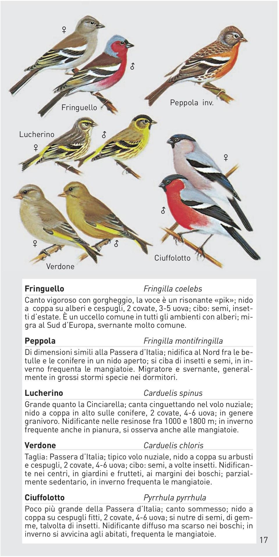 estate. È un uccello comune in tutti gli ambienti con alberi; migra al Sud d Europa, svernante molto comune.