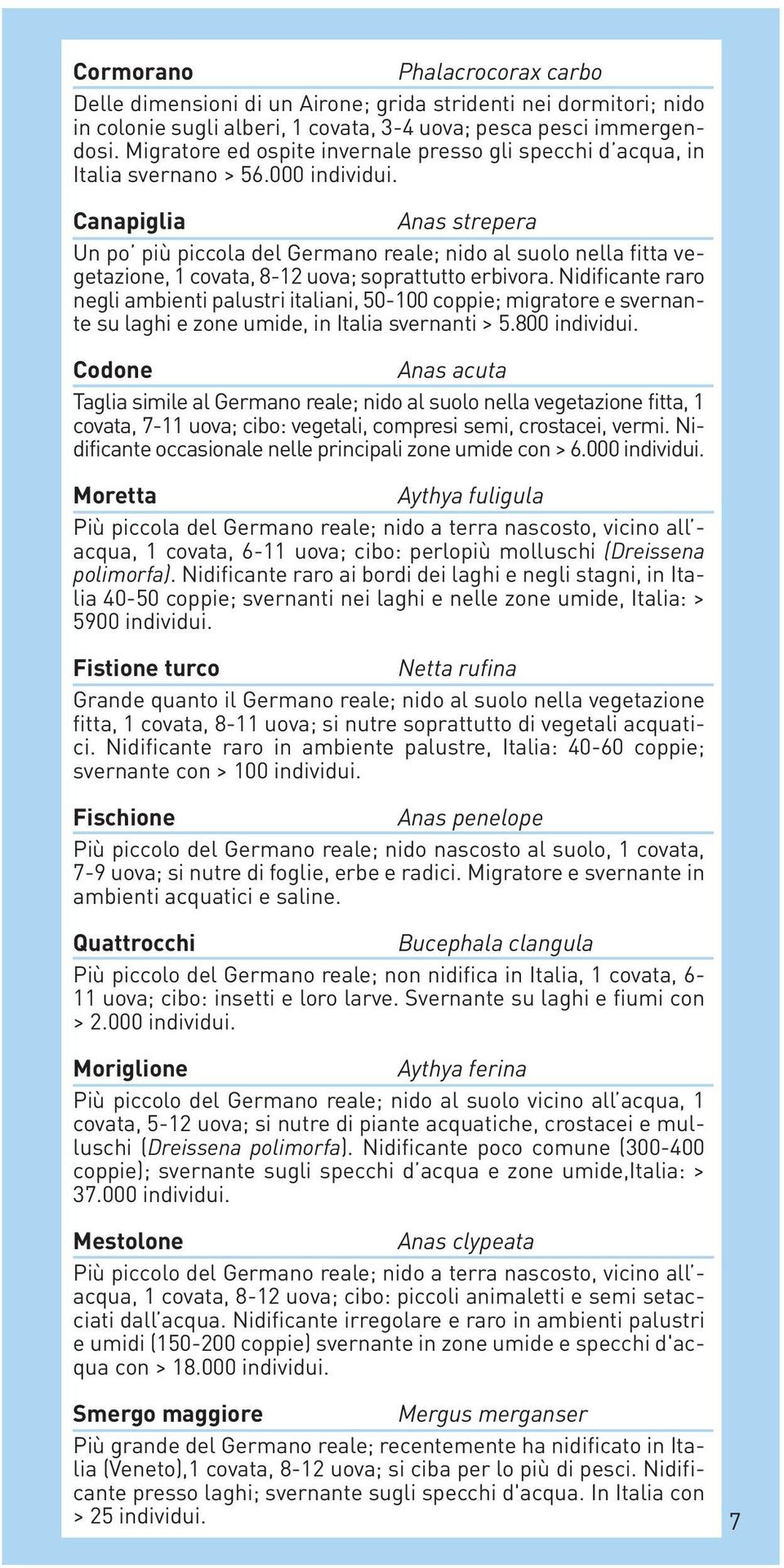 Canapiglia Anas strepera Un po più piccola del Germano reale; nido al suolo nella fitta vegetazione, 1 covata, 8-12 uova; soprattutto erbivora.