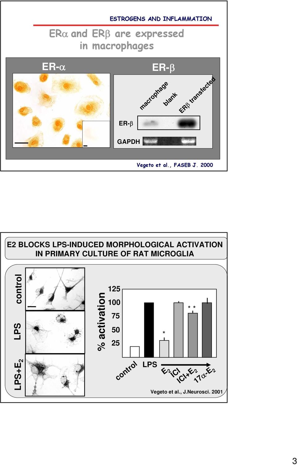 2000 E2 BLOCKS LPS-INDUCED MORPHOLOGICAL ACTIVATION IN PRIMARY CULTURE OF RAT MICROGLIA