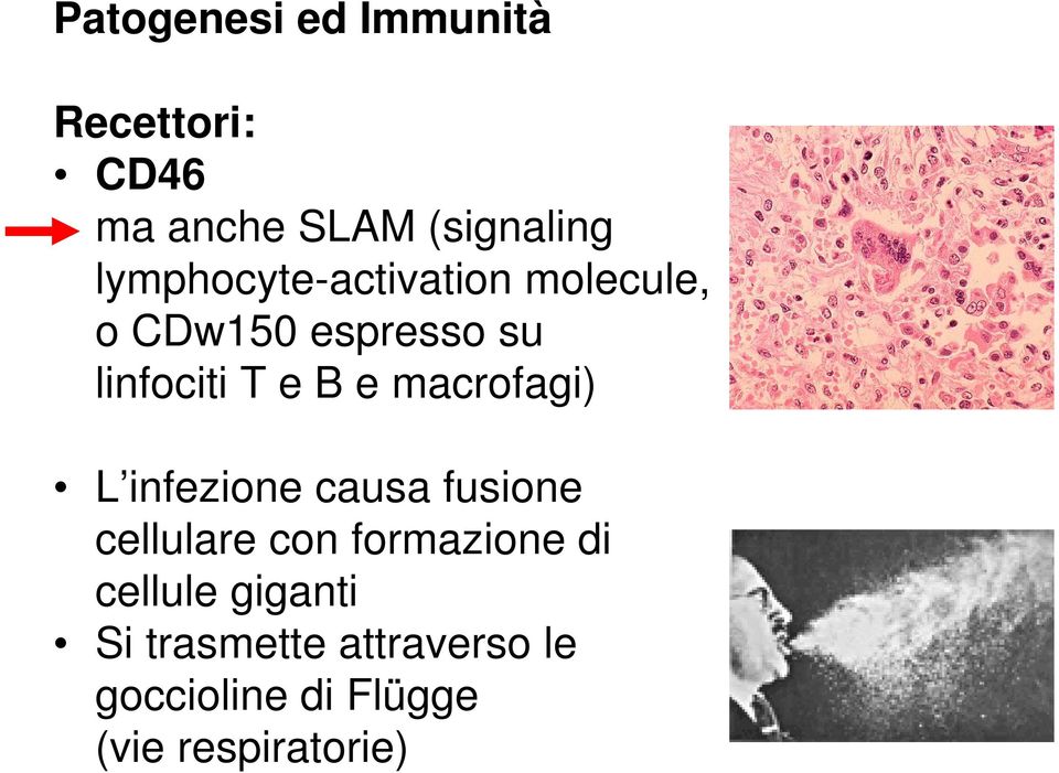 macrofagi) L infezione causa fusione cellulare con formazione di