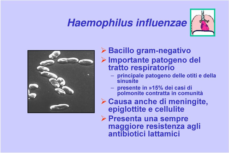 dei casi di polmonite contratta in comunità Causa anche di meningite,