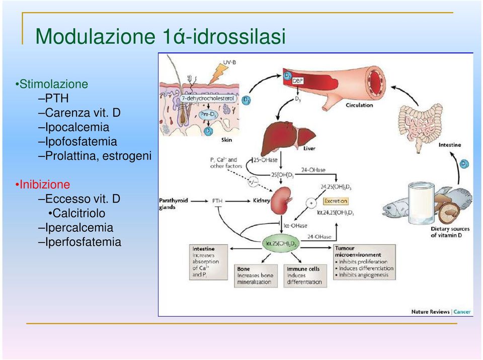 D Ipocalcemia Ipofosfatemia Prolattina,