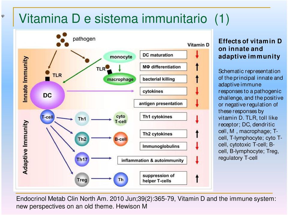 TLR, toll like receptor; DC, dendritic cell, M, macrophage; T- cell, T-lymphocyte; cyto T- cell, cytotoxic T-cell; B- cell, B-lymphocyte;