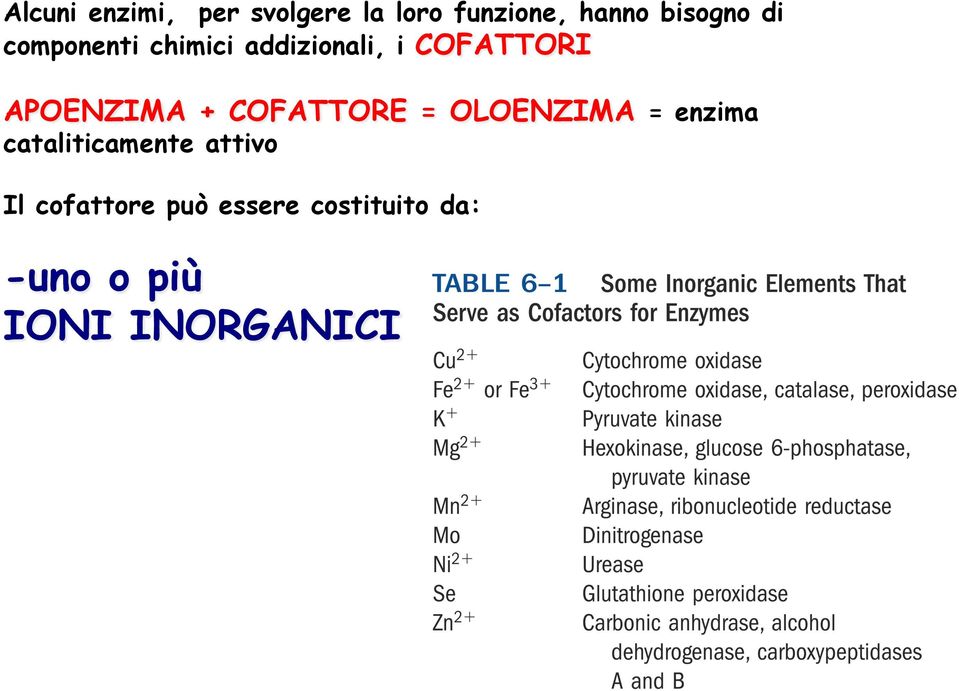 COFATTORE = OLOENZIMA = enzima cataliticamente attivo Il
