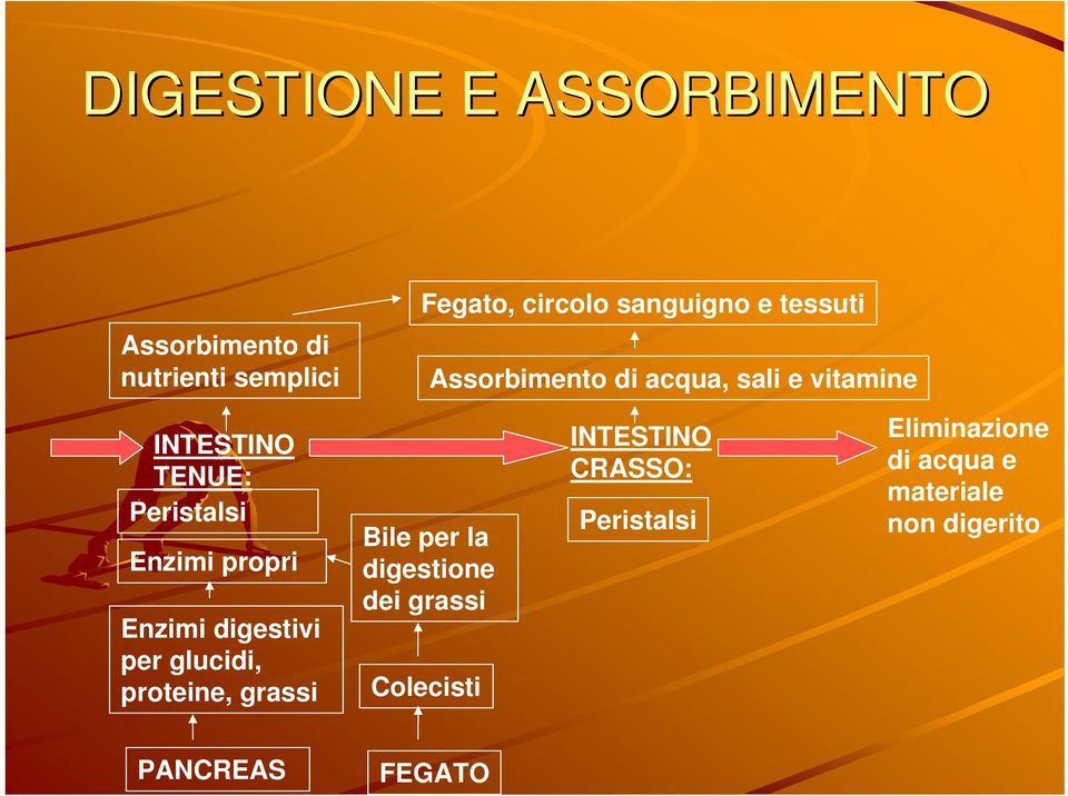 Enzimi digestivi per glucidi, proteine, grassi Bile per la digestione dei grassi