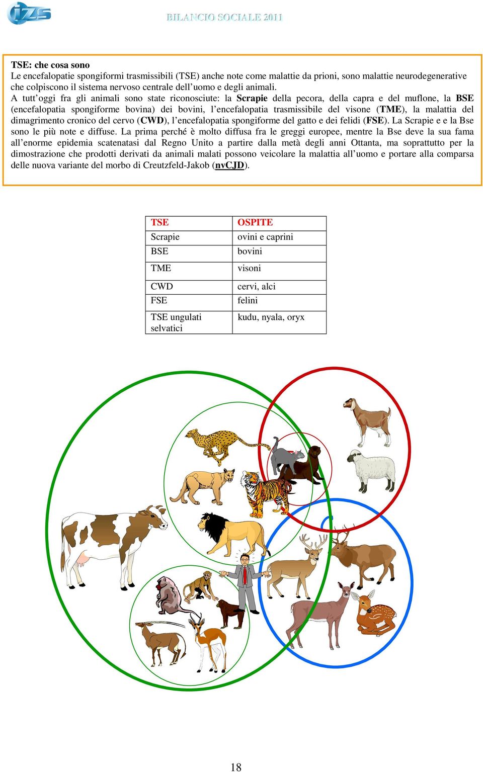 A tutt oggi fra gli animali sono state riconosciute: la Scrapie della pecora, della capra e del muflone, la BSE (encefalopatia spongiforme bovina) dei bovini, l encefalopatia trasmissibile del visone