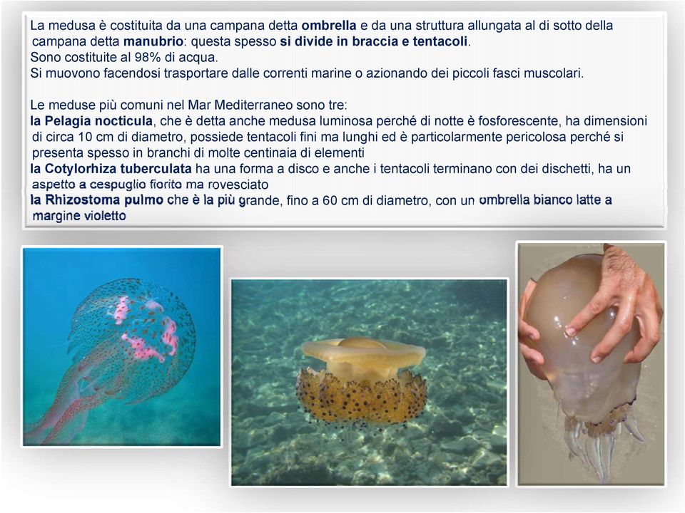 Le meduse più comuni nel Mar Mediterraneo sono tre: la Pelagia nocticula, che è detta anche medusa luminosa perché di notte è fosforescente, ha dimensioni di circa 10 cm di diametro, possiede