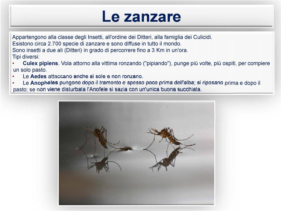 Tipi diversi: Culex pipiens. Vola attorno alla vittima ronzando ("pipiando"), punge più volte, più ospiti, per compiere un solo pasto.