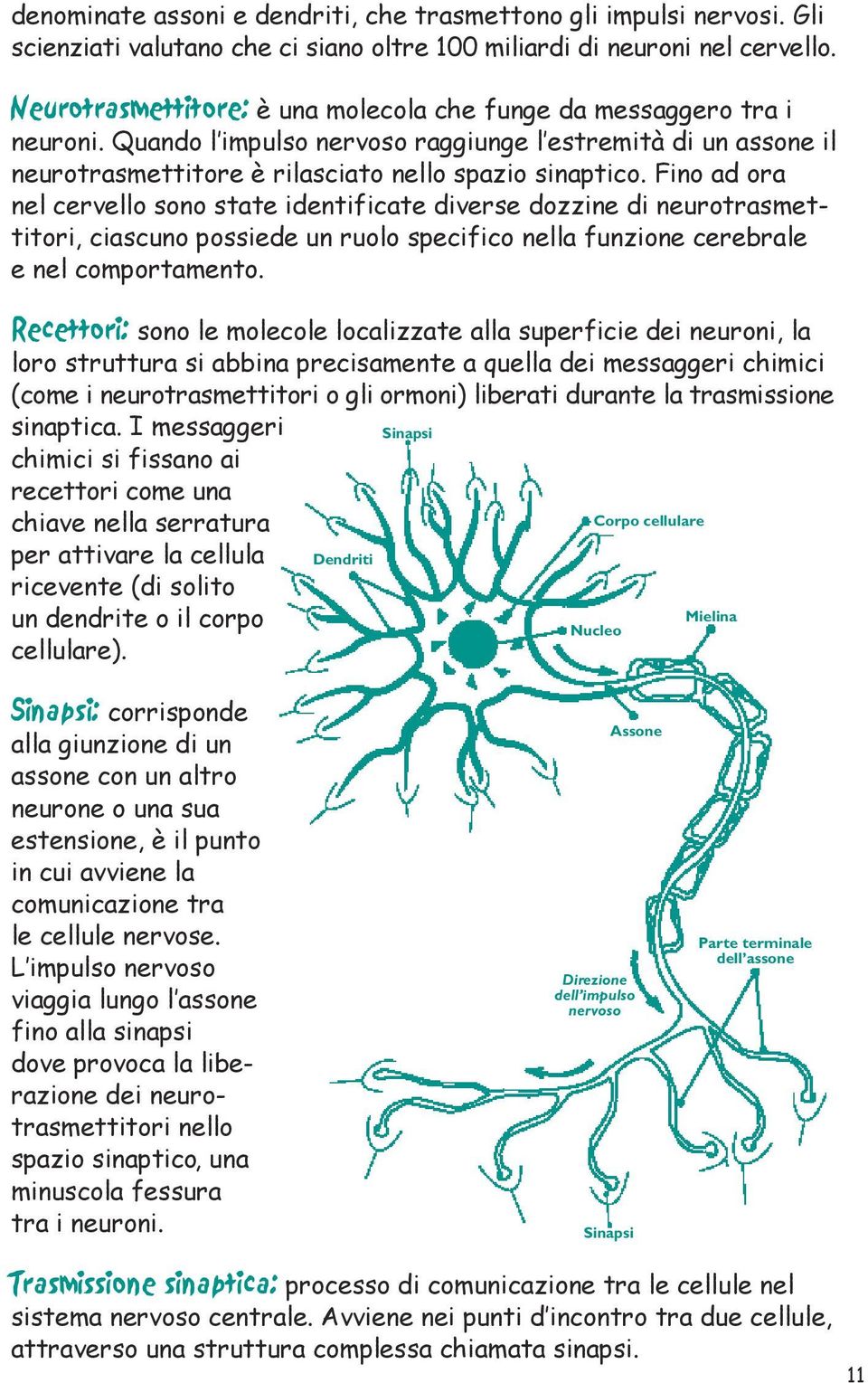 Fino ad ora nel cervello sono state identificate diverse dozzine di neurotrasmettitori, ciascuno possiede un ruolo specifico nella funzione cerebrale e nel comportamento.