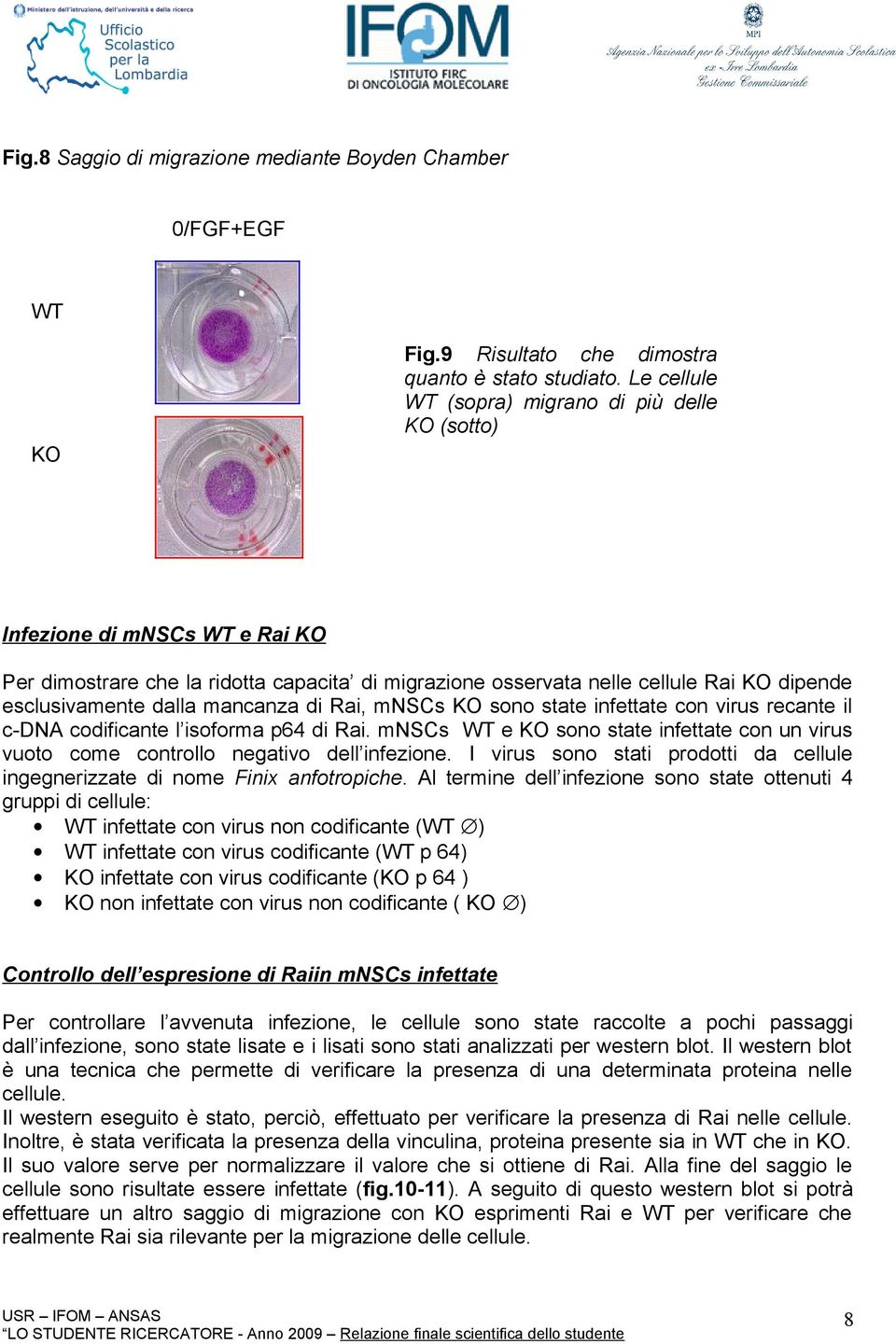 dalla mancanza di Rai, mnscs KO sono state infettate con virus recante il c-dna codificante l isoforma p64 di Rai.