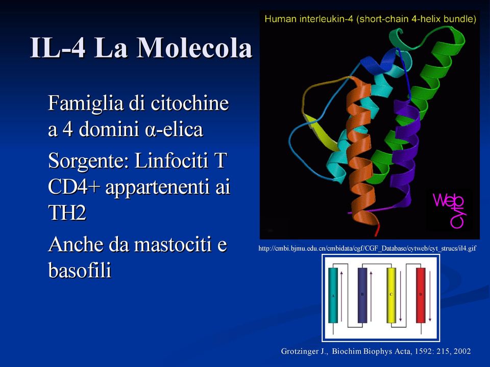 e basofili http://cmbi.bjmu.edu.