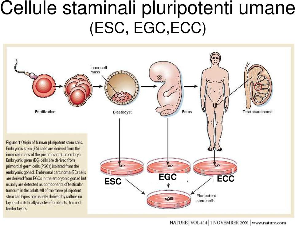 pluripotenti