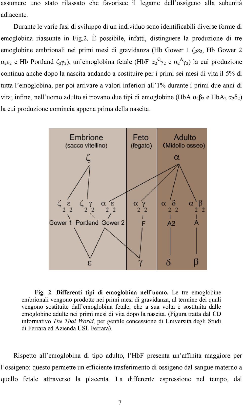 È possibile, infatti, distinguere la produzione di tre emoglobine embrionali nei primi mesi di gravidanza (Hb Gower 1 ζ 2 ε 2, Hb Gower 2 α 2 ε 2 e Hb Portland ζ 2 γ 2 ), un emoglobina fetale (HbF α